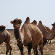 Zwischenstand aus Duschanbe, Tadjikistan